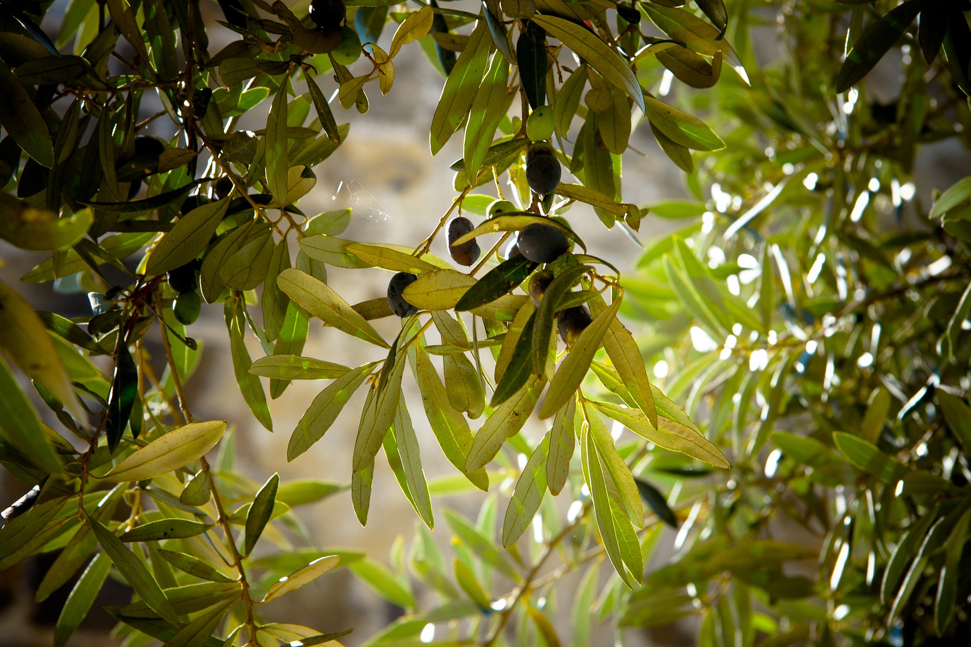 Frisch vom Baum - die eigenen Oliven
