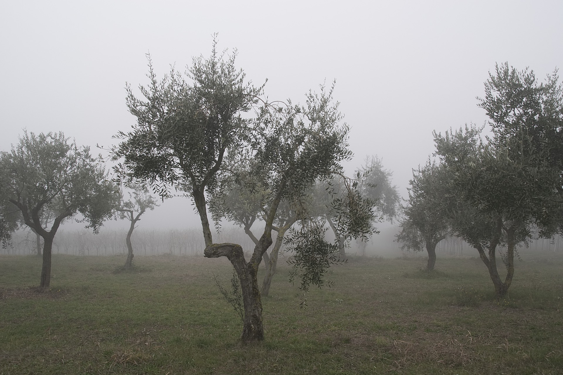 Ihr Olivenbaum im Winter