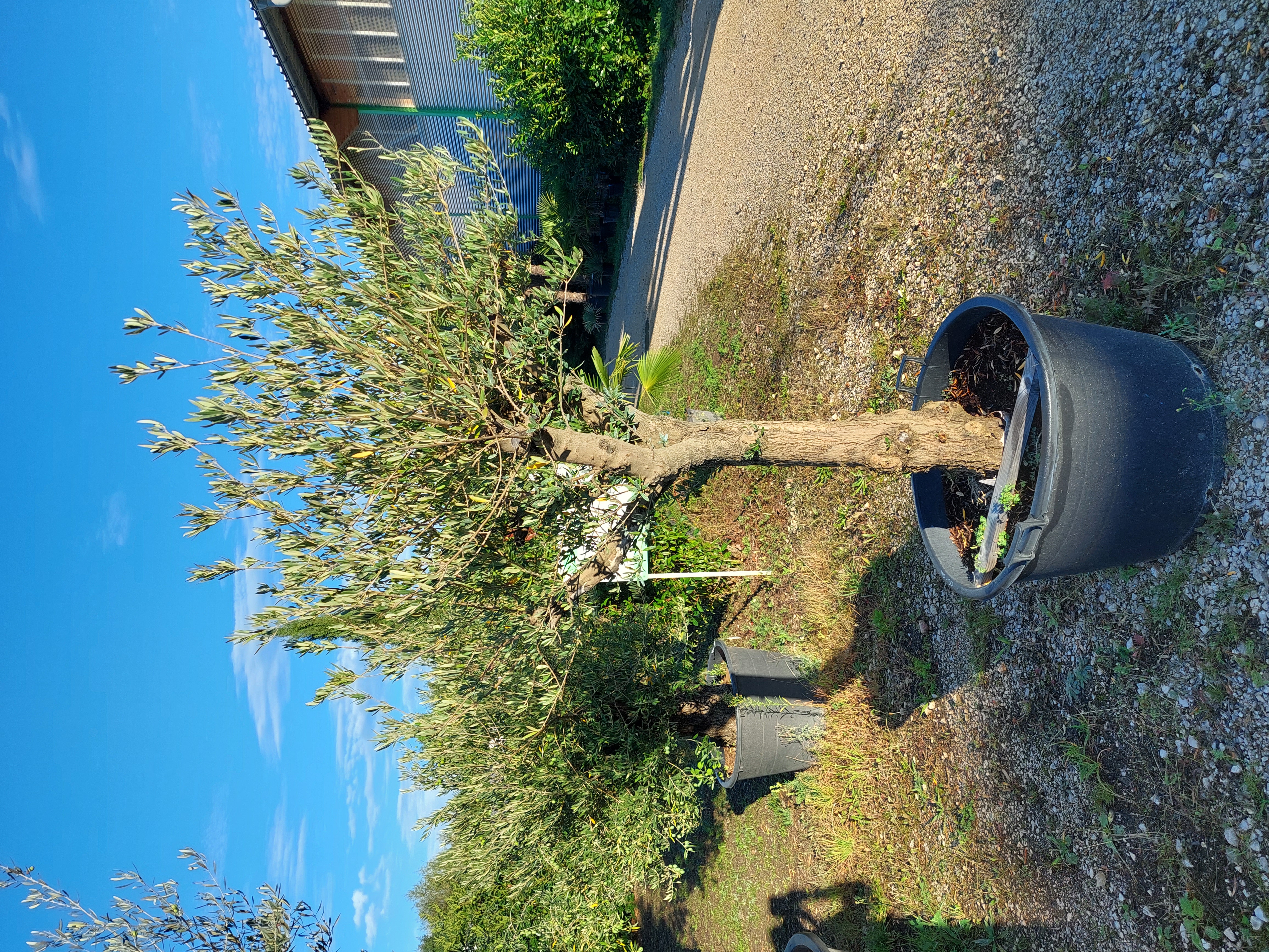 Olivenbaum (Olea Europea)