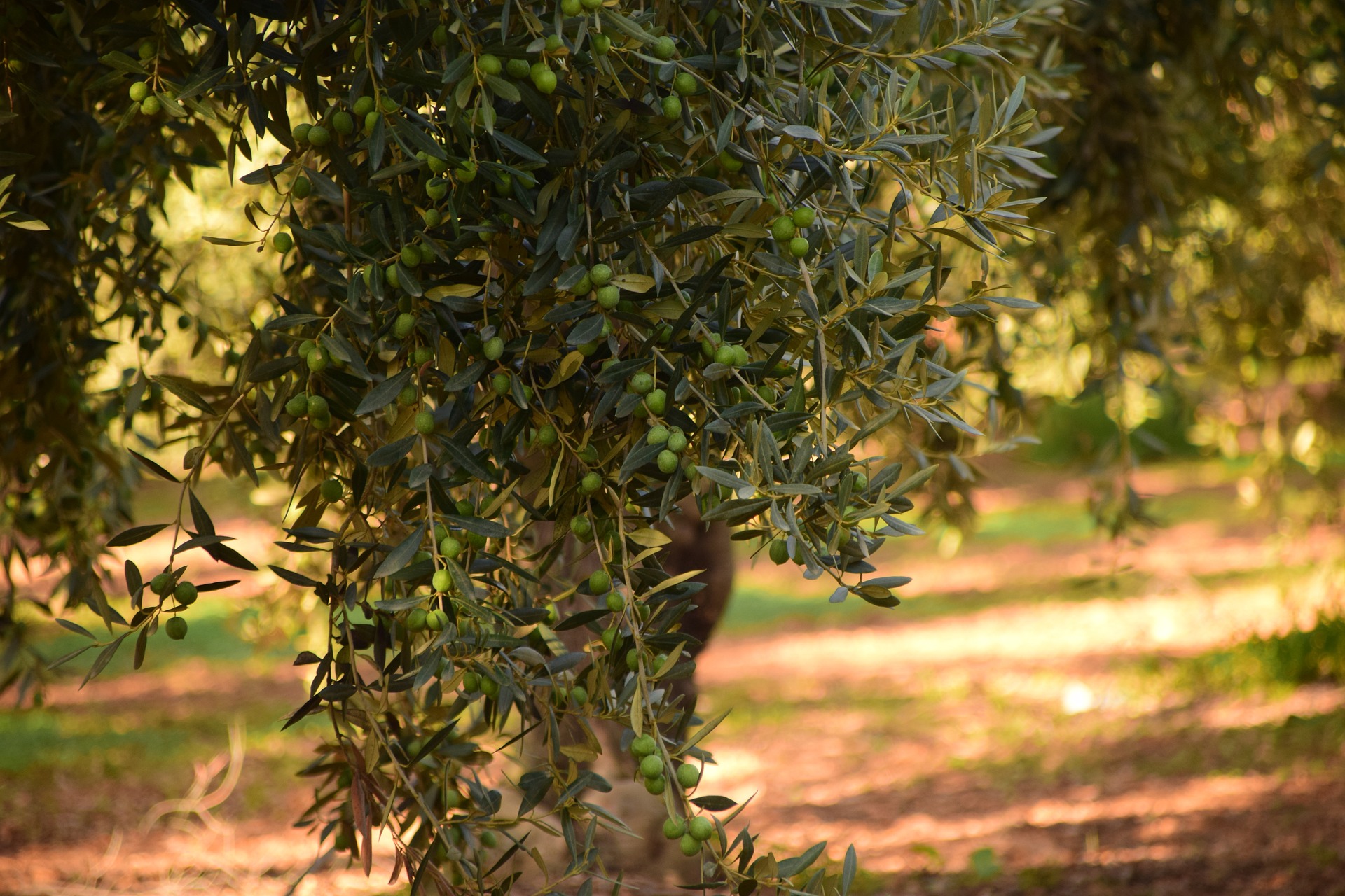 Erleben Sie den Duft von Oliven