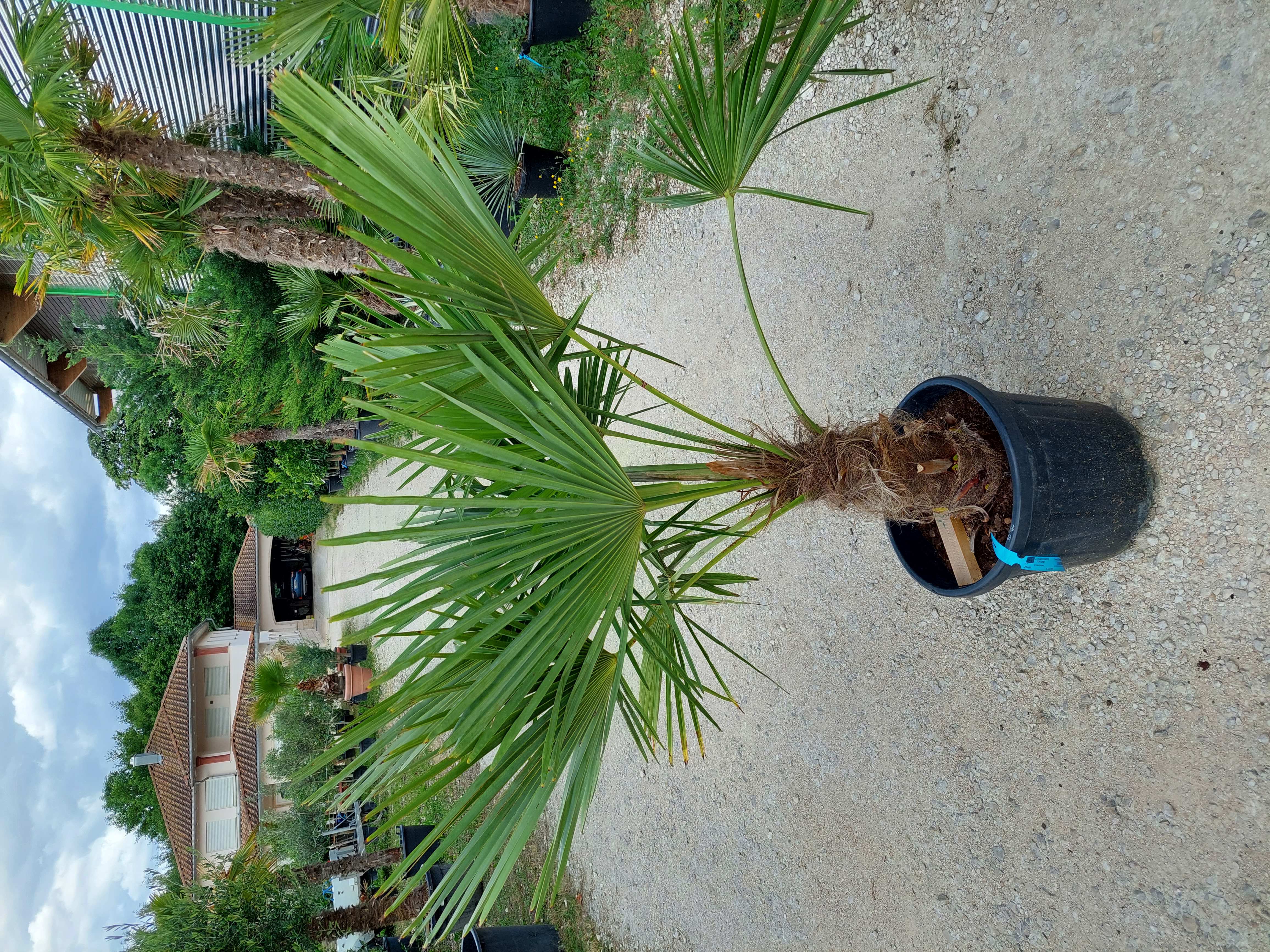 Hanfpalme (Trachycarpus Fortunei)