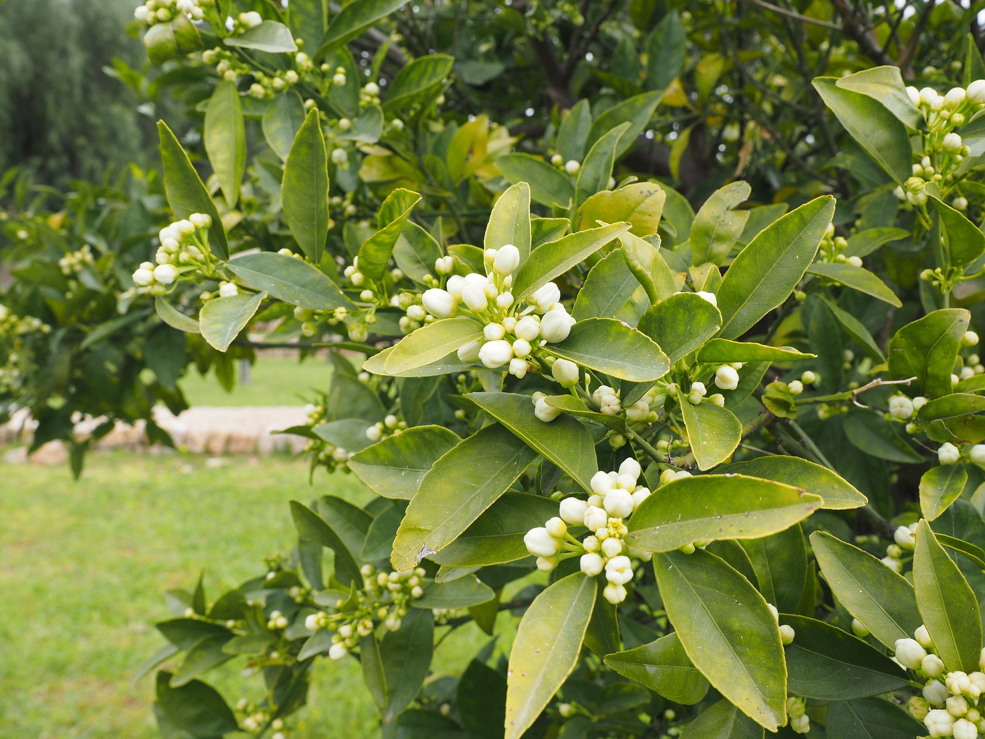 Kennen Sie diese Blüten?