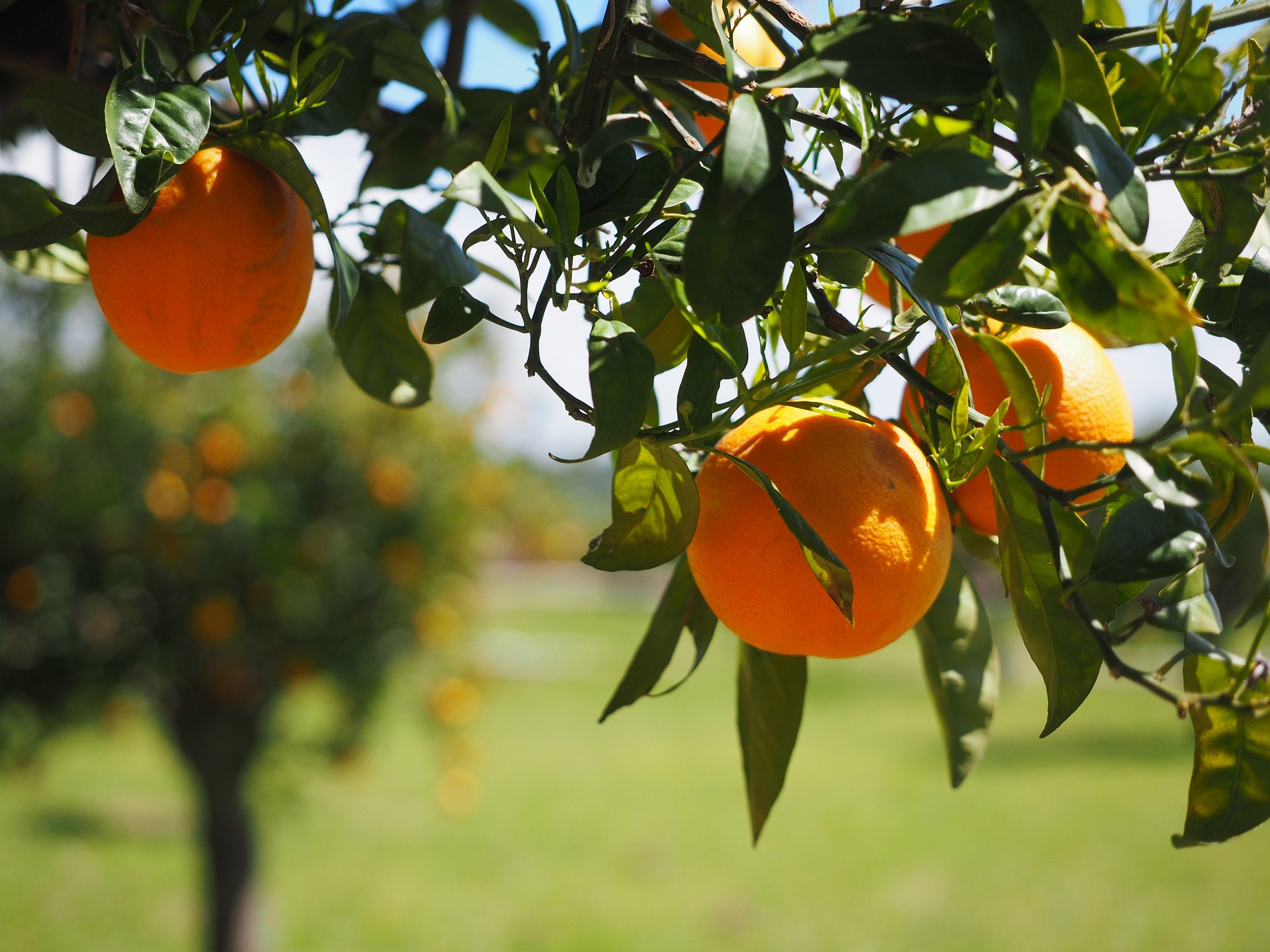 Sommer - Sonne - Zitruspflanzen