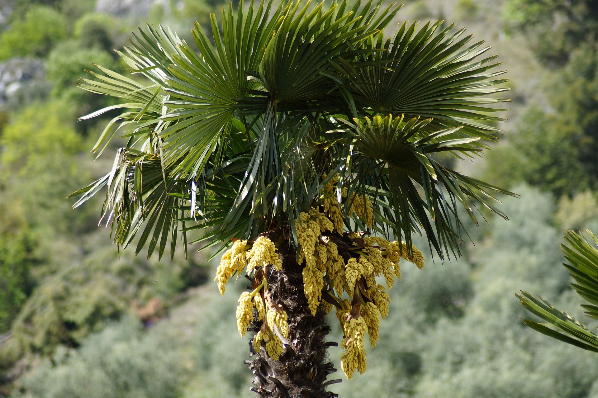 Baum oder Gras?