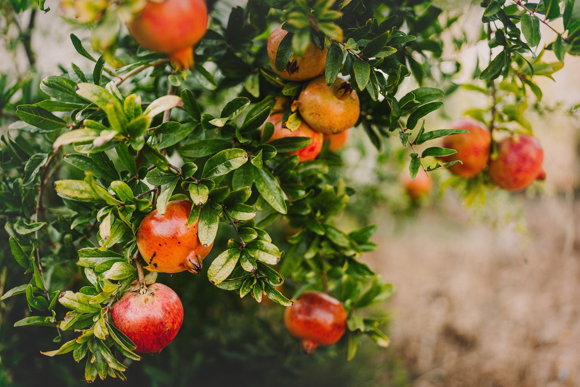 Sommer - Sonne - Granatapfel