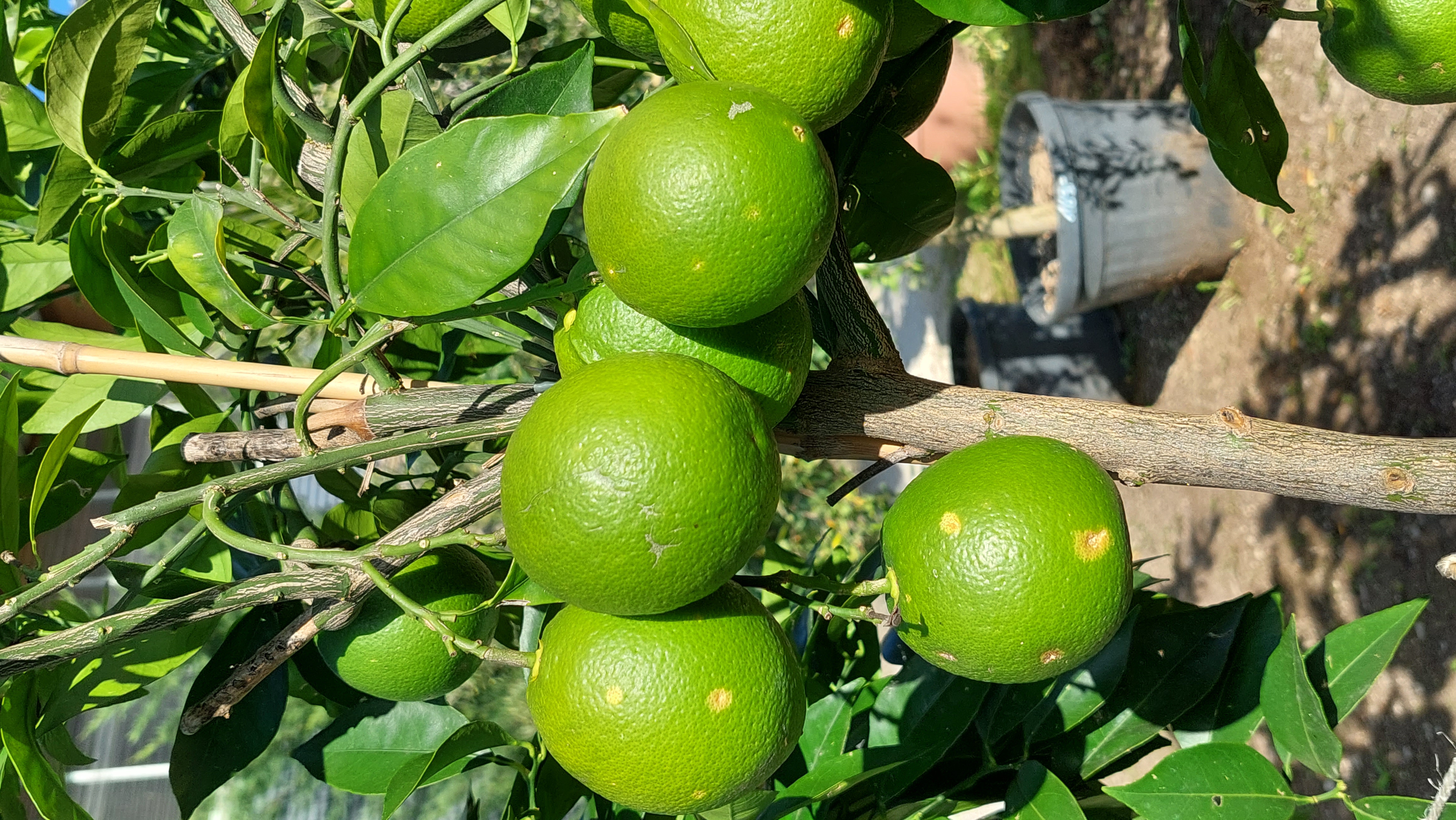 Frisch vom Baum - die eigenen Orangen