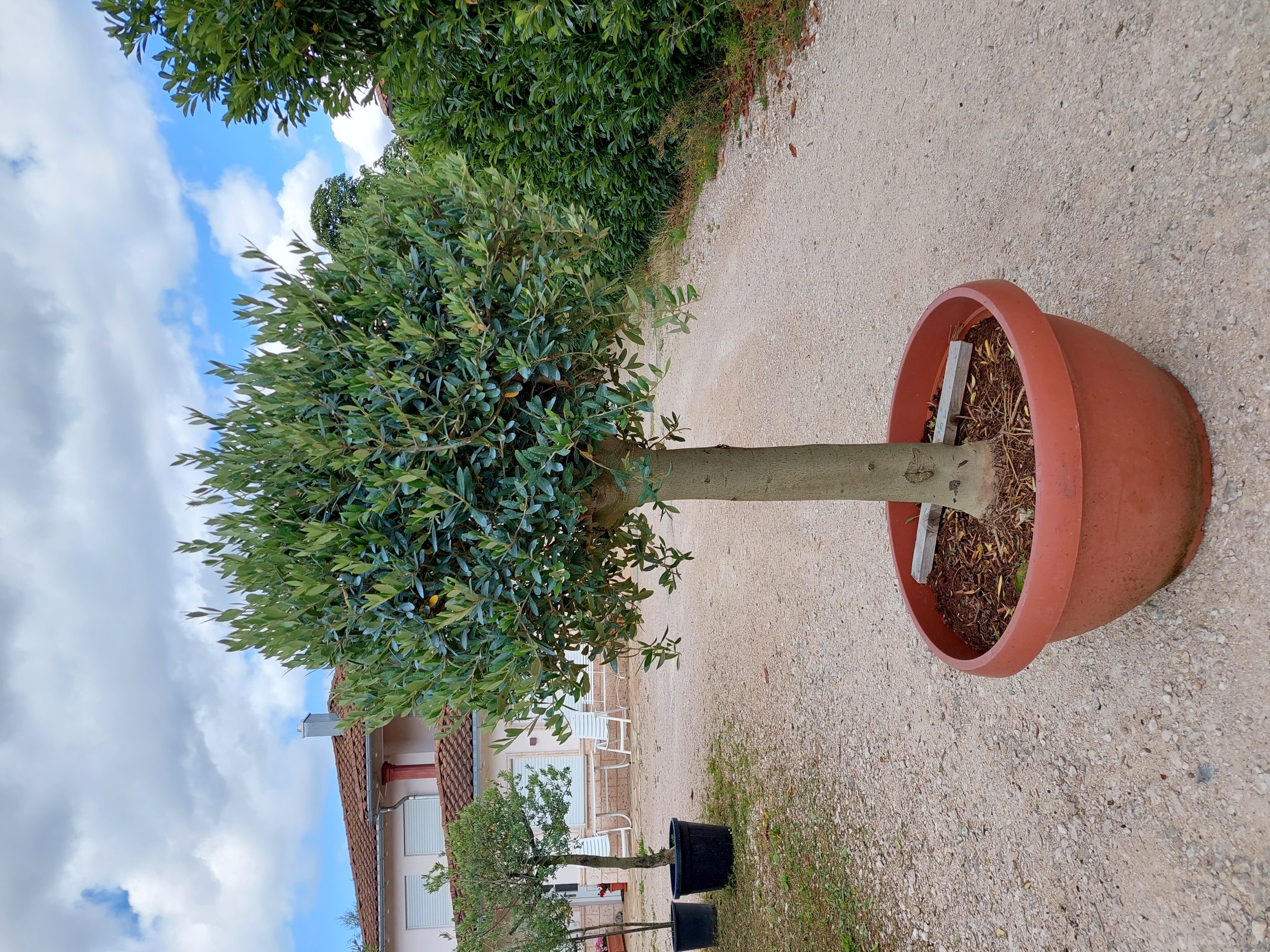 Olivenbume  Mediterrane Pflanzen Mller